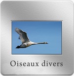 oiseaux divers