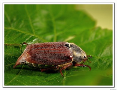 hanneton talmondais animalier insecte mots